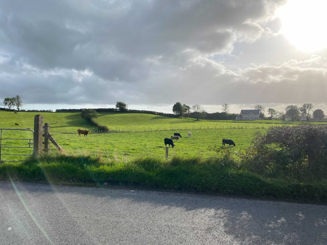 photo of field in tyrone with cows